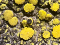 Carbonea vitellinaria