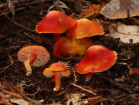 Hygrocybe coccinea