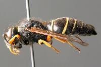 Odynerus alpinus