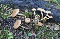 Pholiota highlandensis