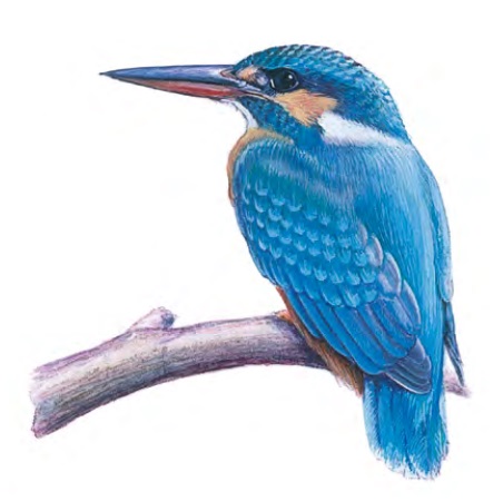 ������������ ���������