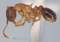 Myrmica angulinodis (= scabrinodis;= kasczenkoi;=  baicalensis ) 