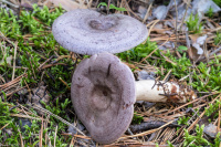 Lactarius trivialis 