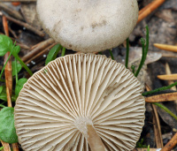 Tephrocybe cessans