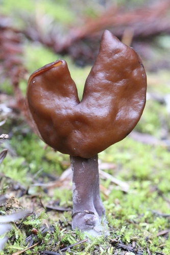 Gyromitra infula