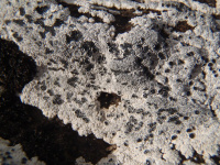 Lecanora marginata 