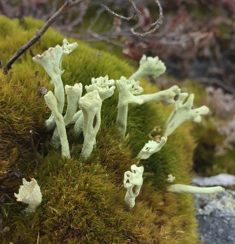 Cladonia sulphurina 