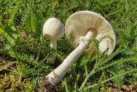 Lepiota erminea