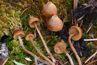 Galerina allospora