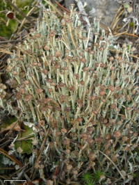 Cladonia ecmocyna