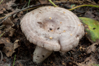 Lactarius flexuosus