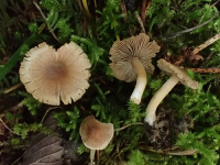 Inocybe decipiens