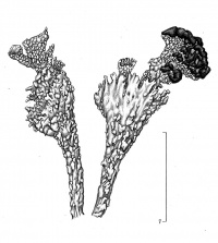 Cladonia metacorallifera 