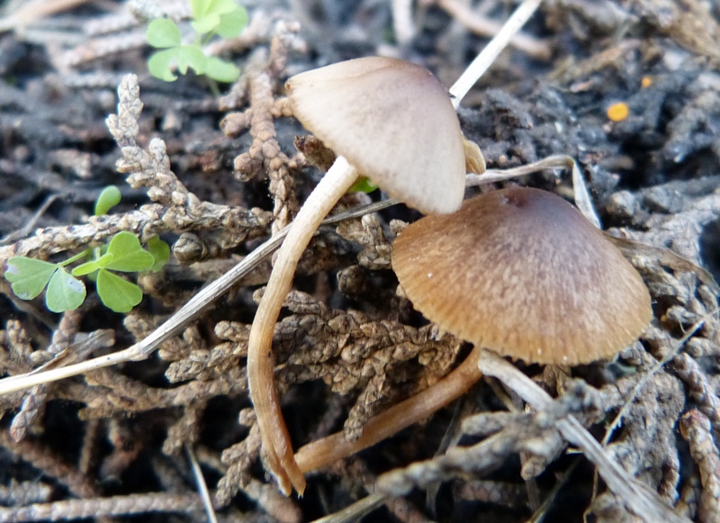 Conocybe brunneola