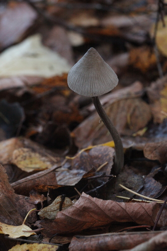 Mycena polygramma 