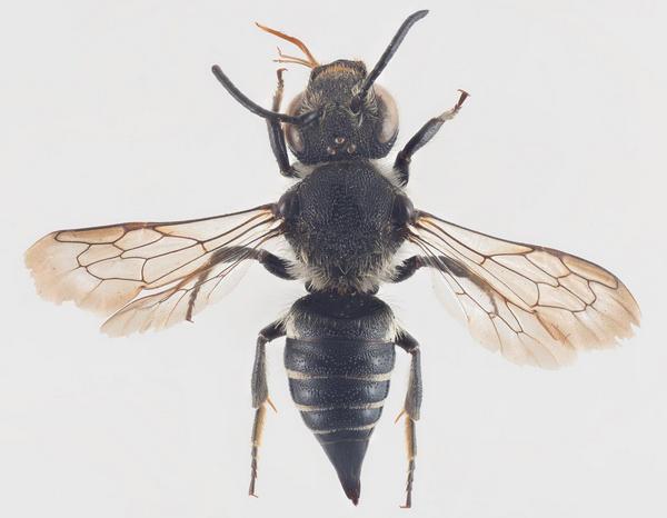 Coelioxys (Coelioxys) inermis 