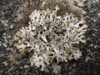 Hypogymnia tubulosa 