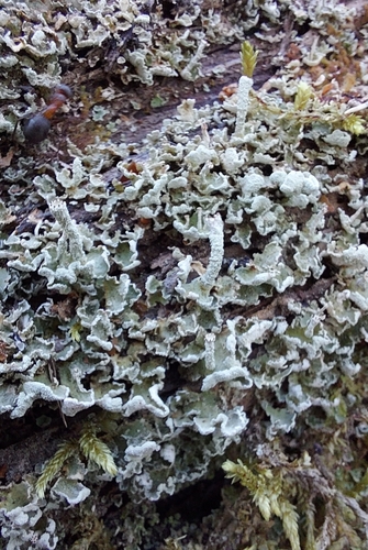 Cladonia digitata 