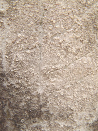 Lecanora impudens