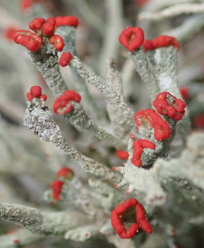 Cladonia floerkeana 