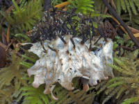 Peltigera neopolydactyla 