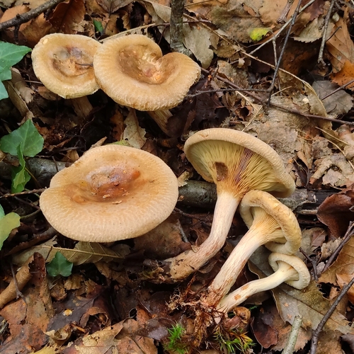 Paxillus involutus 