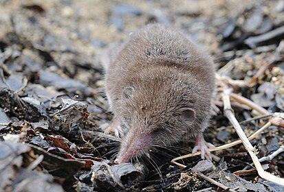 ����������� ���������