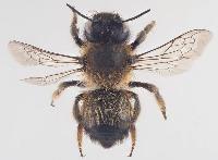 Megachile (Xanthosarus) circumcincta lactescens 