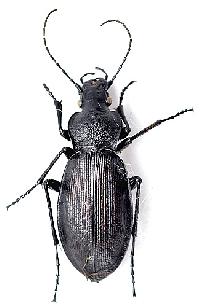 Carabus aeruginosus