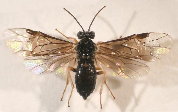 Heterarthrus ochropoda 