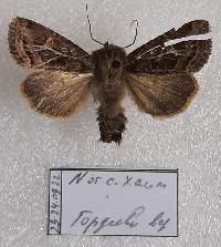 Celaena haworthii 