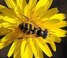 Dasysyrphus albostriatus 