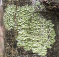 Pertusaria leioplaca 