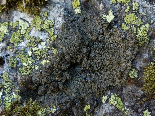 Phaeophyscia endococcina 