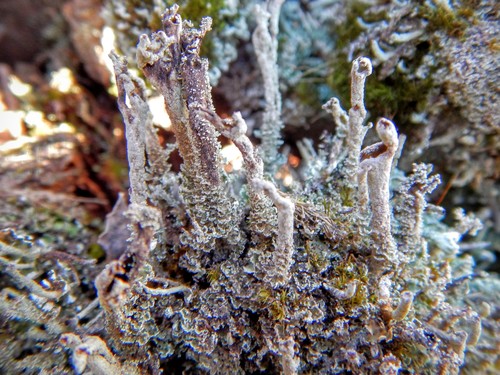 Cladonia cenotea 