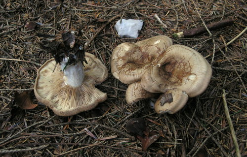 Clitocybe alexandri