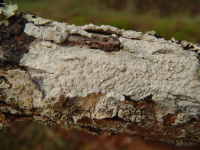 Lecanora albella 