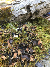 Peltigera neckeri 