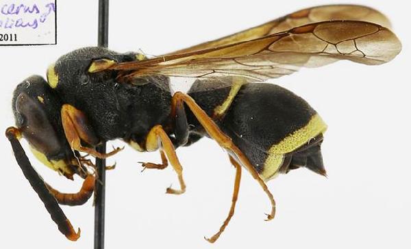 Ancistrocerus mongolicus