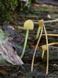 Mycena epipterygioides