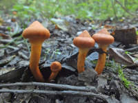 Cortinarius uliginosus