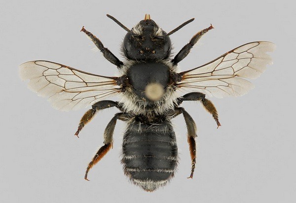 Megachile (Xanthosarus) analis 