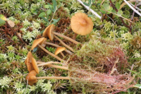 Galerina tibiicystis