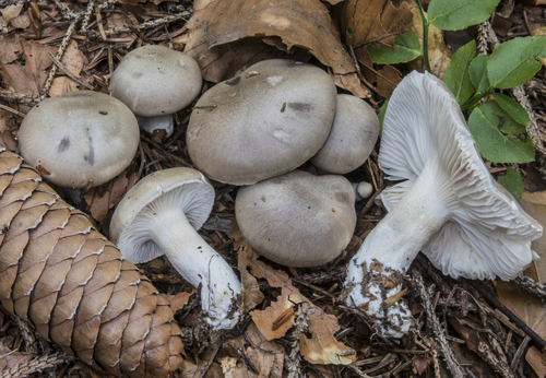 Hygrophorus agathosmus 