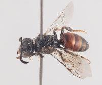 Sphecodes miniatus