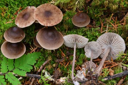 Mycena maculata