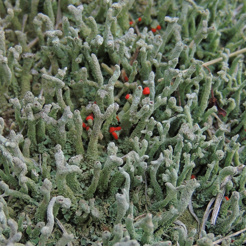 Cladonia bacillaris