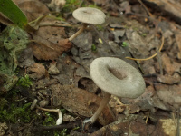 Entoloma undatum