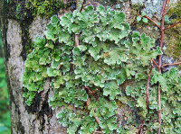 Lobaria meridionalis 