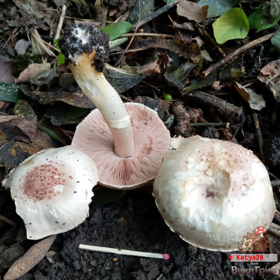 Agaricus semotus